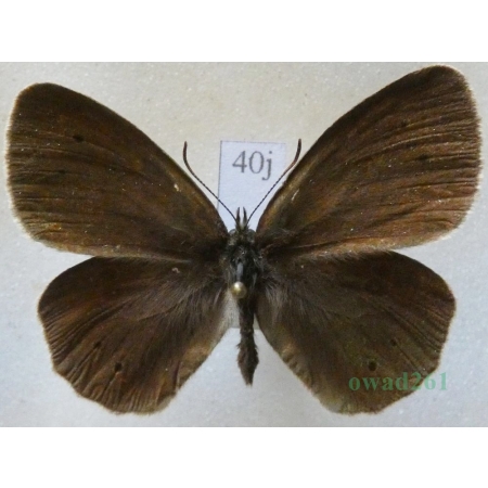 Aphantopus hyperantus (Linnaeus, 1758) male Przestrojnik trawnik Czech40j
